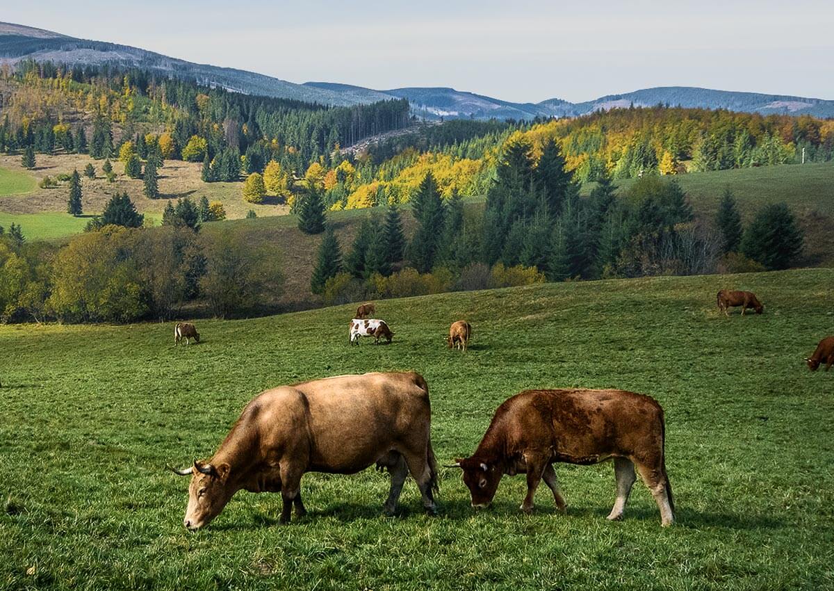 ecobeef-ourfarm-cows ecobeef-ourfarm-cows